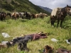 muskwa11.jpg