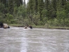 muskwa6.jpg