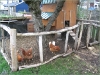 chickencoup.jpg
