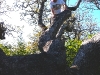 deryktree_sky